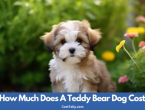 Teddy Bear Dog Cost