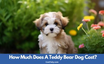 Teddy Bear Dog Cost