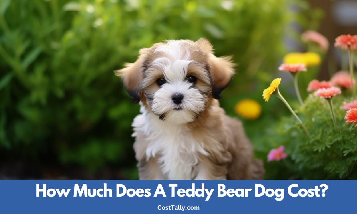 Teddy Bear Dog Cost